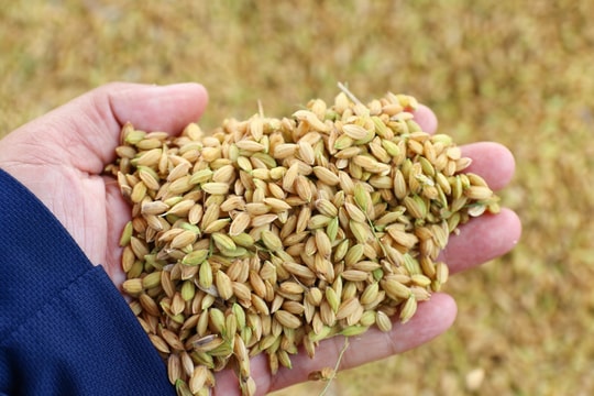 Giá lúa gạo hôm nay 7/8: Giá gạo giảm nhẹ