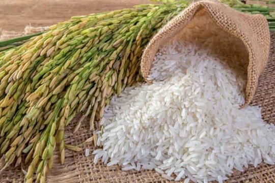 Giá lúa gạo hôm nay 8/8: Gạo trong nước giảm, xuất khẩu tăng mạnh