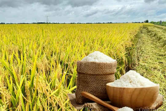 Giá lúa gạo hôm nay 9/8: Gạo xuất khẩu tăng, trong nước ổn định