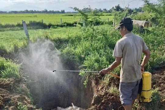 Phường Điện Bàn Bắc tiêu hủy hơn 410 con heo bị nhiễm bệnh dịch tả lợn châu Phi