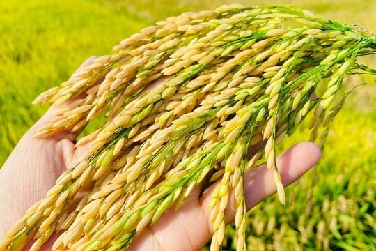 Giá lúa gạo hôm nay 10/8: Lúa gạo bất ngờ lội ngược dòng , Ấn Độ lao dốc