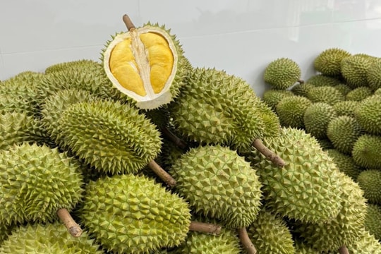 Giá sầu riêng hôm nay 10/8: Sụt giá không phanh ở nhiều tỉnh, nhưng có nơi vẫn đạt mức khủng