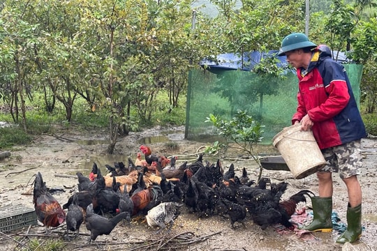 Hiệu quả từ những mô hình chăn nuôi bền vững