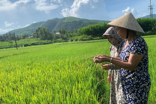 Nông dân nỗ lực bảo vệ vụ lúa hè thu