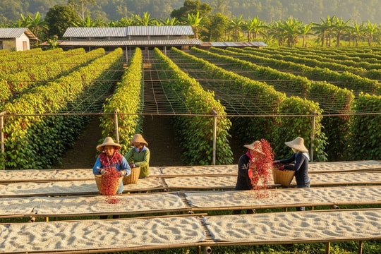 Giá tiêu hôm nay 12/8: Cả nước đồng lòng giữ giá, chờ đón 'bình minh' mới