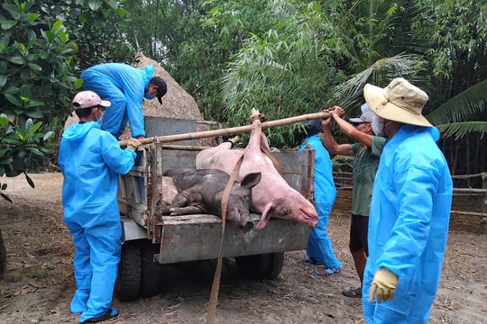 Thăng Điền phòng chống dịch tả lợn châu Phi