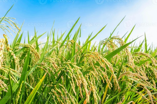 Giá lúa gạo hôm nay 12/8: Gạo nguyên liệu nhích giá