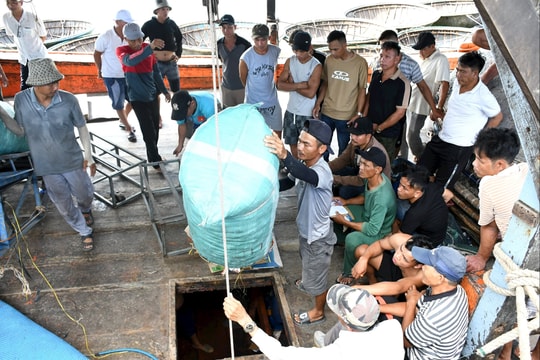 Đà Nẵng chung tay cùng cả nước gỡ “thẻ vàng” thủy sản