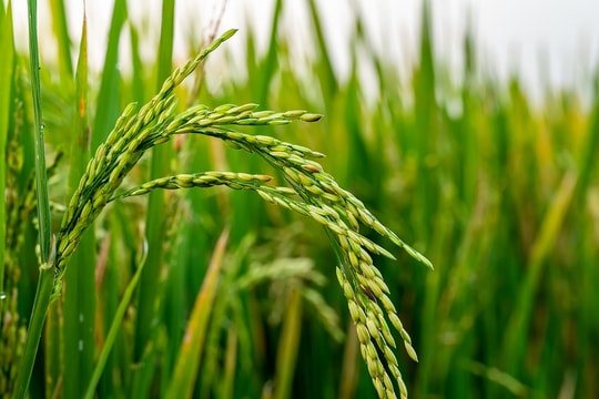 Giá lúa gạo hôm nay 18/8: Giao dịch trầm lắng, thị trường trong nước giữ giá ổn định