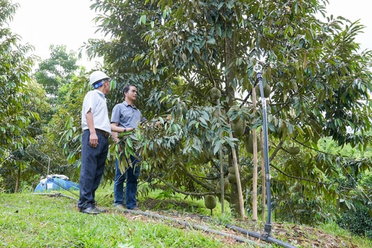 Hướng đi bền vững từ liên kết chuỗi giá trị ở vùng cao