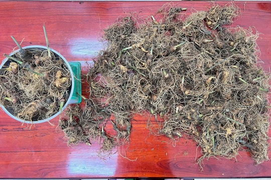 Khởi tố thêm 2 đối tượng trong vụ trộm cắp 273 củ sâm Ngọc Linh