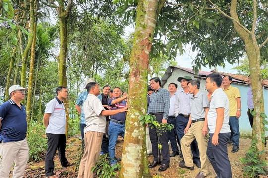 Trà Leng đột phá từ cây dược liệu