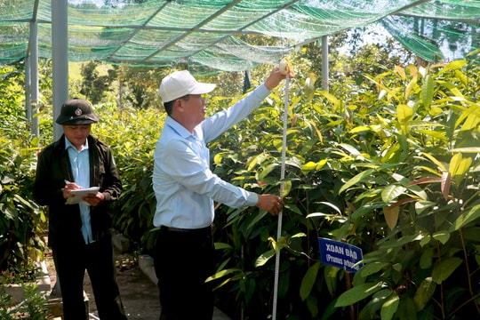 Ươm tạo, bảo tồn nguồn gen giống cây bản địa