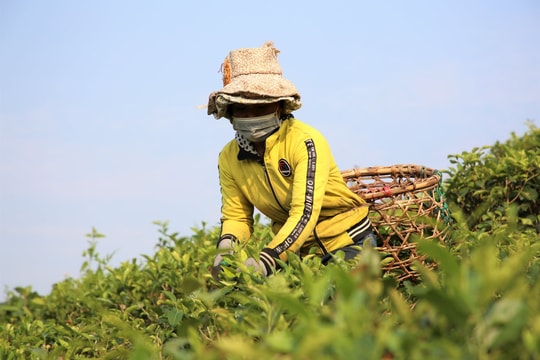 Giữ thương hiệu chè Quyết Thắng