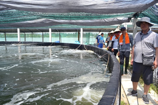 Hi-tech agriculture: A new investment direction in Da Nang
