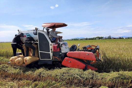 Nông dân Thăng Điền khẩn trương thu hoạch lúa hè thu