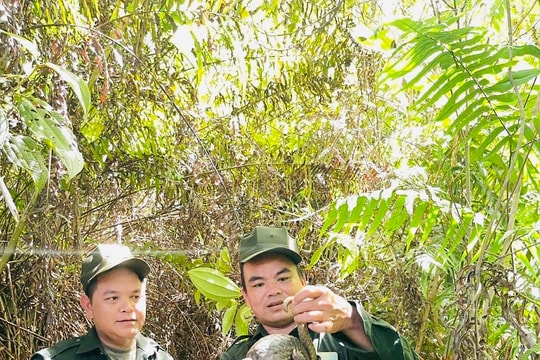 Thả một con tê tê quý hiếm về rừng tự nhiên