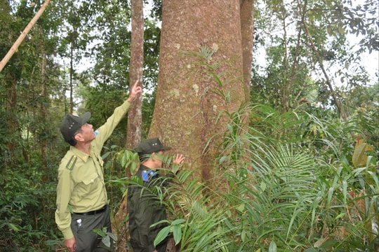 Từng bước tham gia thị trường carbon