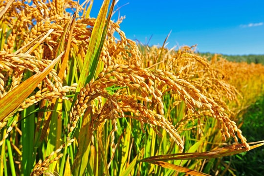 Giá lúa gạo hôm nay 27/8: Thị trường chững, gạo nguyên liệu tiếp đà giảm