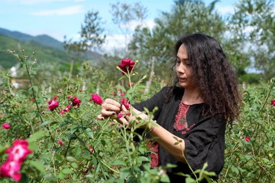 Distinctive taste of rose tea in Da Nang