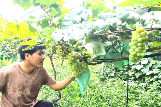 Vườn nho trĩu quả ở xã Đại Lộc