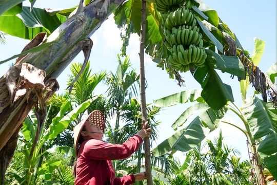 Xây dựng nông thôn mới nâng cao bằng nội lực và liên kết