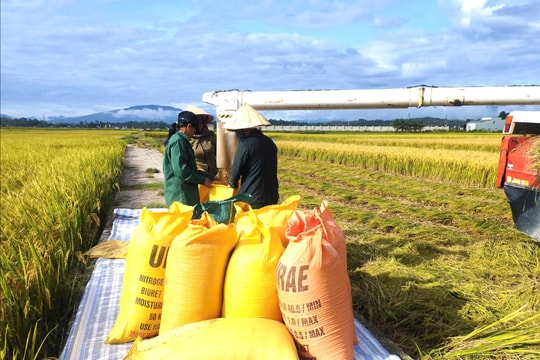 Nông dân khẩn trương thu hoạch lúa