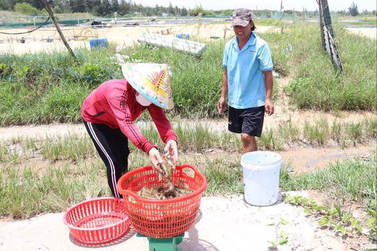 Cần áp dụng giải pháp cấp nước an toàn để nuôi tôm trên cát ven biển