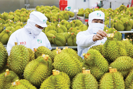 Giá sầu riêng hôm nay 31/8: Musang King tăng giá