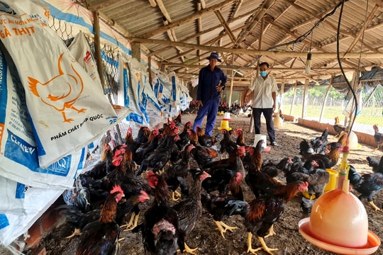 Kỳ vọng chăn nuôi an toàn sinh học