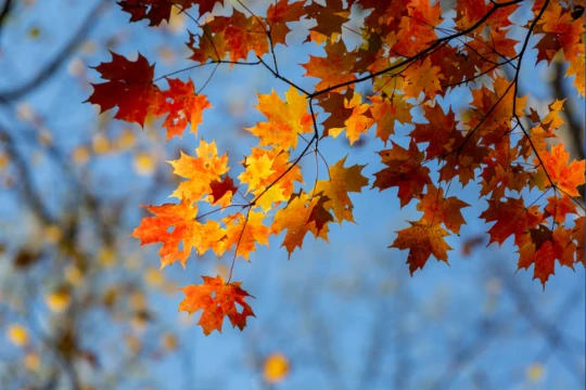 Chữa lành mùa thu