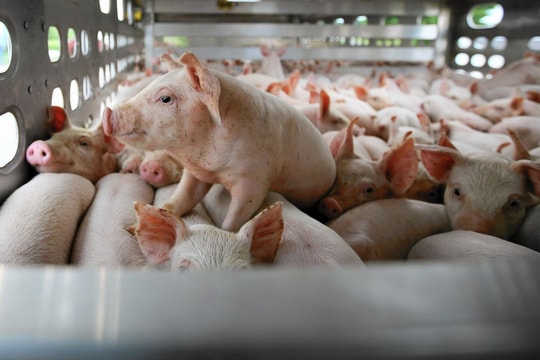 Giá heo hơi hôm nay 4/9: Miền Bắc "phá băng", tiến sát đỉnh 58.000 đồng/kg