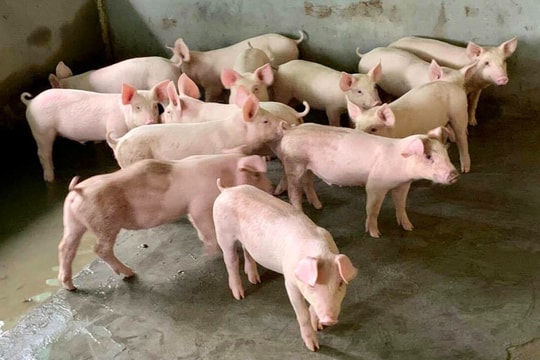 Giá heo hơi hôm nay 5/9: 3 miền tăng mạnh, ngập tràn sắc xanh