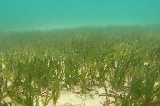 Báo động suy thoái thảm cỏ biển ở Cù Lao Chàm