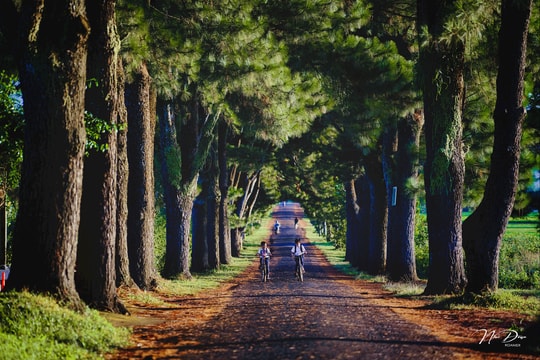 Hồn quê nương mình trong hẻm phố