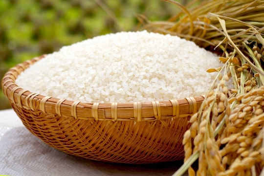 Giá lúa gạo hôm nay 7/9: Tuần vững giá