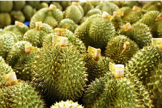 Giá sầu riêng hôm nay 7/9: Thị trường biến động