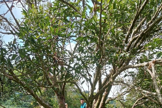 Cây quế "khủng" hơn 150 năm tuổi ở Đà Nẵng được công nhận Cây di sản Việt Nam