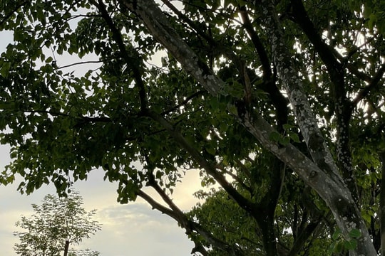 Đường xanh Thăng Long