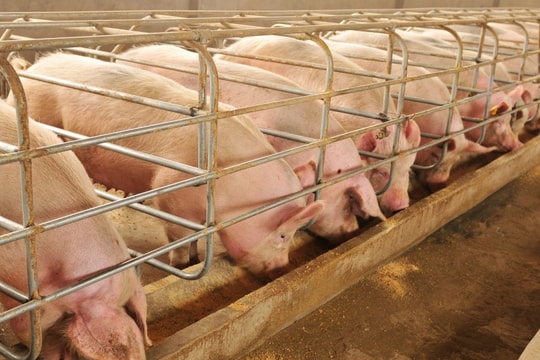 Giá heo hơi hôm nay 9/9: 3 miền "nóng bỏng", tăng 3.000 đồng/kg