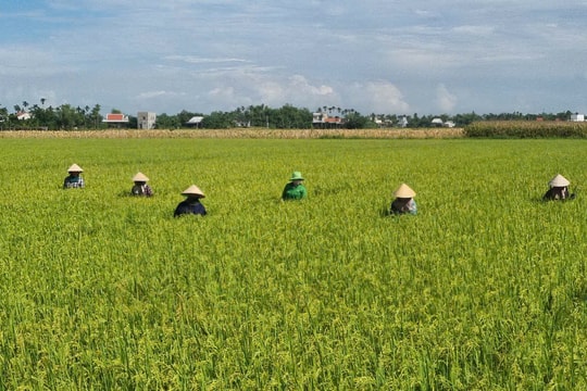 Hiệu quả mô hình liên kết sản xuất giống lúa nếp