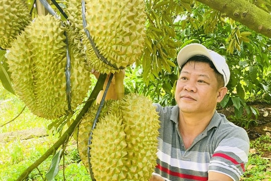 Giá sầu riêng hôm nay 10/9: Ổn định trên diện rộng