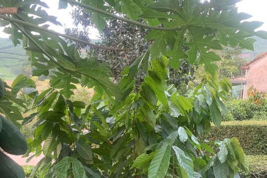 Cây ca cao phát triển tốt trên vùng đất đồi