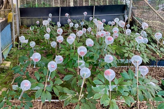 Hơn 2,55 tỷ đồng thực hiện đề tài nghiên cứu phát triển trồng sâm Ngọc Linh