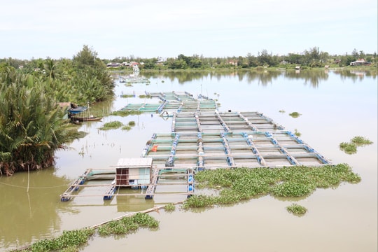 Sớm xây dựng đề án về nuôi trồng thủy sản