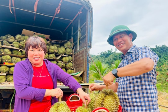 Chủ vườn sầu riêng ở xã Bến Giằng thu  hơn 1,5 tỷ đồng vụ đầu tiên