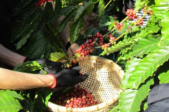 Giá cà phê hôm nay 12/9: Tồn kho ICE xuống đáy, giá sắp "xuyên thủng"?