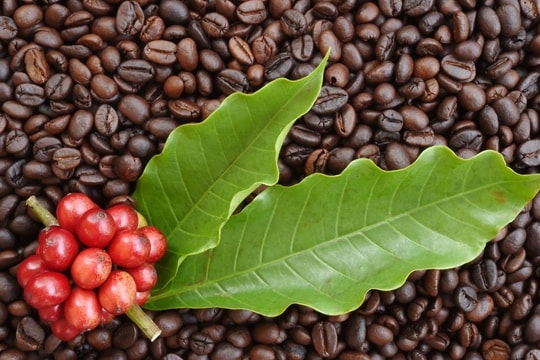 Giá cà phê hôm nay 14/9: Arabica chạm đỉnh 4 tháng, Robusta phá vỡ kỷ lục 1,5 tuần