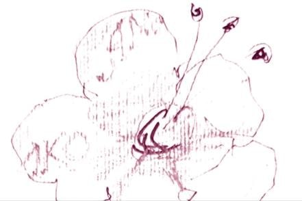 Khắc lời thơ lên cánh hoa