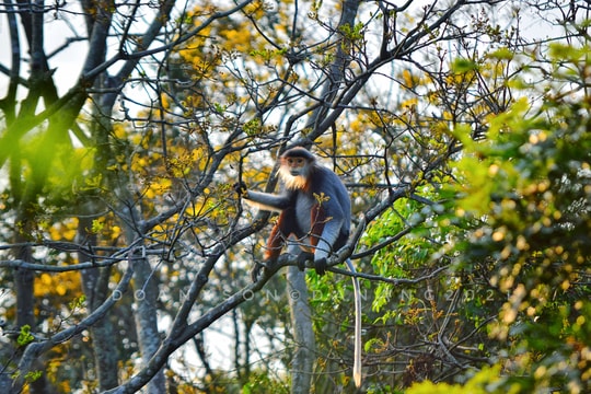 Mở lại 3 tuyến tham quan trên bán đảo Sơn Trà
